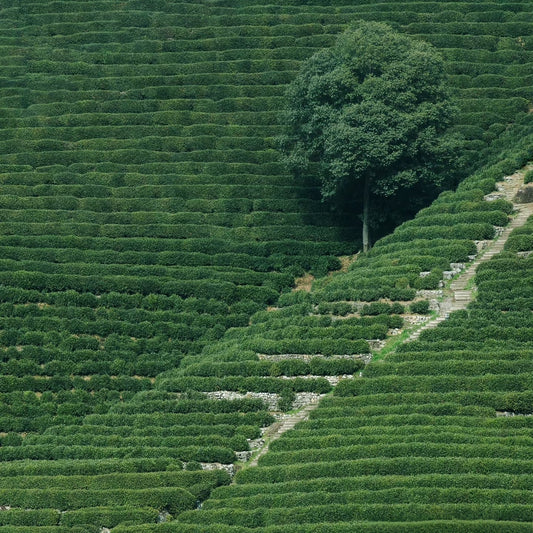 Discover the Essence of Whole Leaf Tea: A Sip of Nature’s Wisdom